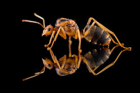 Image result for Anagallis gracilipes