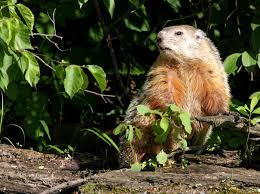 The bark stripping from tree trunks during the months of may and the grey squirrel is also a significant factor in the decline of the native red squirrel population in the uk. How To Deal With Problem Woodchuck In Connecticut Wildlifehelp Org