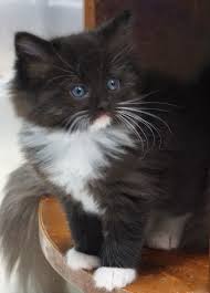 Find great deals on ebay for ragdoll kittens for sale. Cinnamon Ragdoll Kittens For Sale White Ragdoll Cat Ragdoll Kitten Ragdoll Kittens For Sale