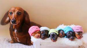 Dachshund Dog Breeds Giving Birth To Many Cute Puppies Youtube