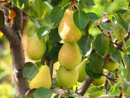 Image result for Pycreus fibrillosus