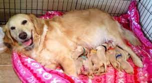 Golden retriever puppies oregon akc. Akc Golden Retriever Puppies Available For Sale In Newberg Oregon Classified Americanlisted Com
