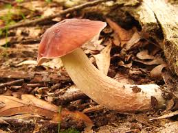Image result for Xanthoconium sp.