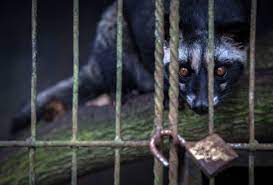 The Sustainable Agriculture Network San Has Banned Coffee Production From Caged Civets On Its Indonesian Farms Animal Articles Animals Animals Beautiful