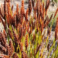 Image result for Restionaceae