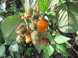 Image result for Rubus ellipticus
