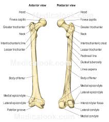 These simple labelled diagrams of the bones of the lower legs and feet and the bones of the arms and hands are suitable for introductory courses this diagram shows the skeletal structure of the leg (anterior view) and foot (dorsal view). Labeled Diagram Of Femur Wiring Library
