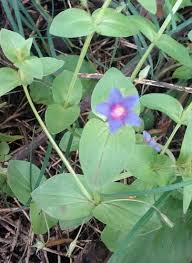 Image result for Anagallis gracilipes