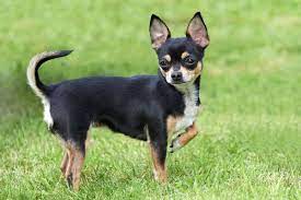 A chihuahua'a average weight is between 2 to 6 pounds (.9 to 2.7 kg). Facts On The Chihuahua Dog Breed
