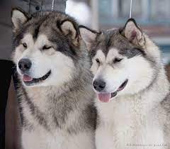 alyaskinskij malamut harakter foto i opisanie porody alaskan malamute malamute dog alaskan malamute puppies