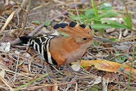Đầu rìu Madagascar – Wikipedia tiếng Việt