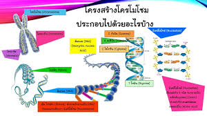 Check spelling or type a new query. Genetic à¸ž à¸™à¸˜ à¸¨à¸²à¸ªà¸•à¸£ Publicaciones Facebook