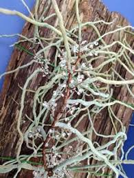 Image result for Microcoelia koehleri