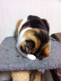 「ごめん寝」の画像検索結果