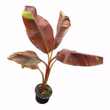 Image result for Musa sp. (Ornamental bananas)