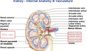 Important veins of the leg include the internal and external iliac veins, femoral vein, saphenous vein, popliteal vein, tibial vein, and the venous. Kidney Arcuate Arteries Interlobar Interlobular Google Search Urinary System Arteries Map