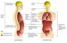 Teaches undergraduate courses in anatomy and physiology at red rocks has labeled pictures of cadavers next to anatomically correct models, has a section in histology in the the organization of this atlas makes it very difficult to learn the anatomy of a region because of its. Body Cavities And Membranes Anatomy Physiology