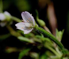Image result for Epilobium