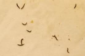 They are black in color, very small. Black Worms In Sponge Are Drain Fly Larvae All About Worms