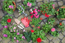 Spring and summer flowers for pots. Various Potted Spring And Summer Flowers Gardening Tools And Gloves Stockphoto
