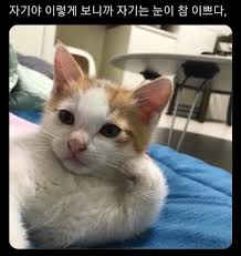 웃짤 모음✨✨ - 악플달면 쩌리쩌려버려 - ＊여성시대＊ 차분한 20대들의 알흠다운 공간