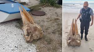 Normal fees apply for day use. Massive Skull Found On New Jersey Beach Is Identified Kfor Com Oklahoma City