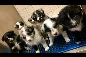 Awesome Aussies Outback Puppies For Sale