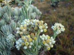 Pin Di Native Flowers From Indonesia