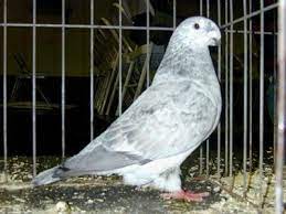 أنواع الحمام animals pigeon birds