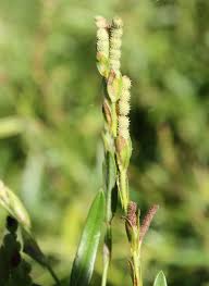 Image result for Zornia setosa