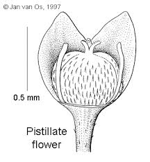 Image result for Micrococca capensis