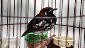 Apabila dirawat secara baik dan konsisten, burung ini juga sanggup bersuara ngerol, merdu, dan. Penyebab Kegemukan Pada Burung Anis Kembang