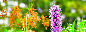 Grow indiana natives makes it easy for customers to find native plants for sale, and to know which sellers aren't selling invasives. Landscape Uses Of Native Plants Inps