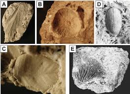 Check spelling or type a new query. Organic Fossil Imprints In Tufa A E C Leaves And Fruit From La Celle Download Scientific Diagram