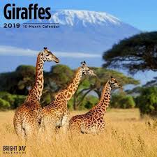 2019 Giraffes Calendar With Their Tall Necks And Spotted Bodies Giraffes Are A Safari Favorite For Many As The Tallest African Safari Giraffe Singapore Tour