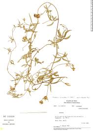 Image result for Merremia quinquefolia