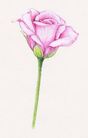 Exemple Dessin De Rose En Couleurs Idee Comment Dessiner Une Fleur En Crayon Dessin De Rose Aux Petales Ros Roses Drawing Flower Drawing Easy Flower Drawings