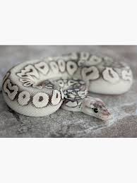 More images for black and white ball python for sale » Ball Python Canvas Prints Redbubble