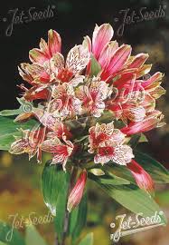 Image result for Alstroemeria pulchella