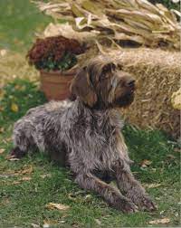 710 Can I Pet It Ideas In 2021 Cute Animals Puppies Cute Dogs