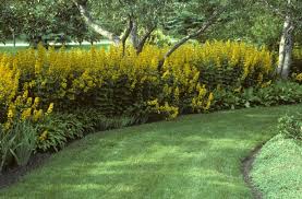 Image result for Lysimachia angustiloba