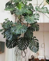 Monstera Growing Down Plants Philodendron Monstera Pinterest Plant