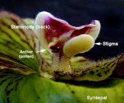 How To Pollinate Slipper Orchids Orchids Pollination Flower Structure
