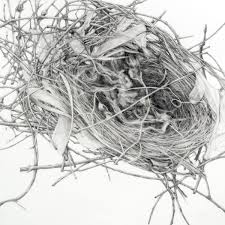 Patricia Dorr Parker Sparrow Nest Pencil Drawing On Paper 20 H X 20 W Nest Images Art Drawings