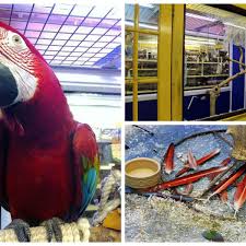 Check spelling or type a new query. Man Arrested After Parrot Stolen From Timperley Pet Shop By Thief On Bike Manchester Evening News