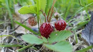 Image result for Fragaria