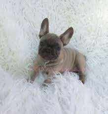 Családok gyermekekkel, egyéniségekkel, idősekkel, lakásokkal, házakkal / yard nélkül. Blue Fawn French Bulldog Puppy 9 2 Frenchbulldogsblue Fawn French Bulldog French Bulldog Dog French Bulldog