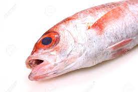 Blackthroat Seaperch Fish Close Up Stock Photo Picture And Royalty Free Image Image 139452926