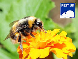 I trust these tips on how to get rid of bumble bees have been helpful. Get Rid Of Bee Problems Bee Removal Specialists Pest Uk