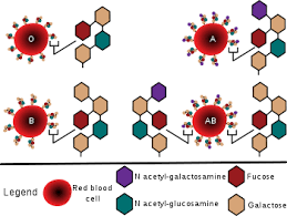 Maybe you would like to learn more about one of these? Grupa De Sange Gaz Wiki